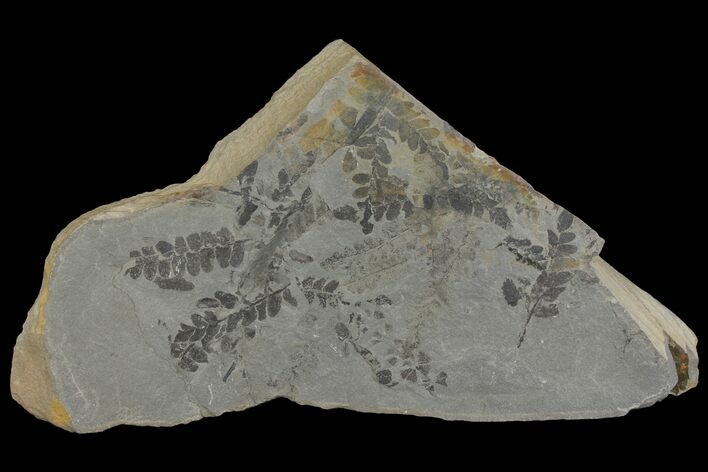 Pennsylvanian Fossil Fern (Neuropteris) Plate - Kentucky #142439